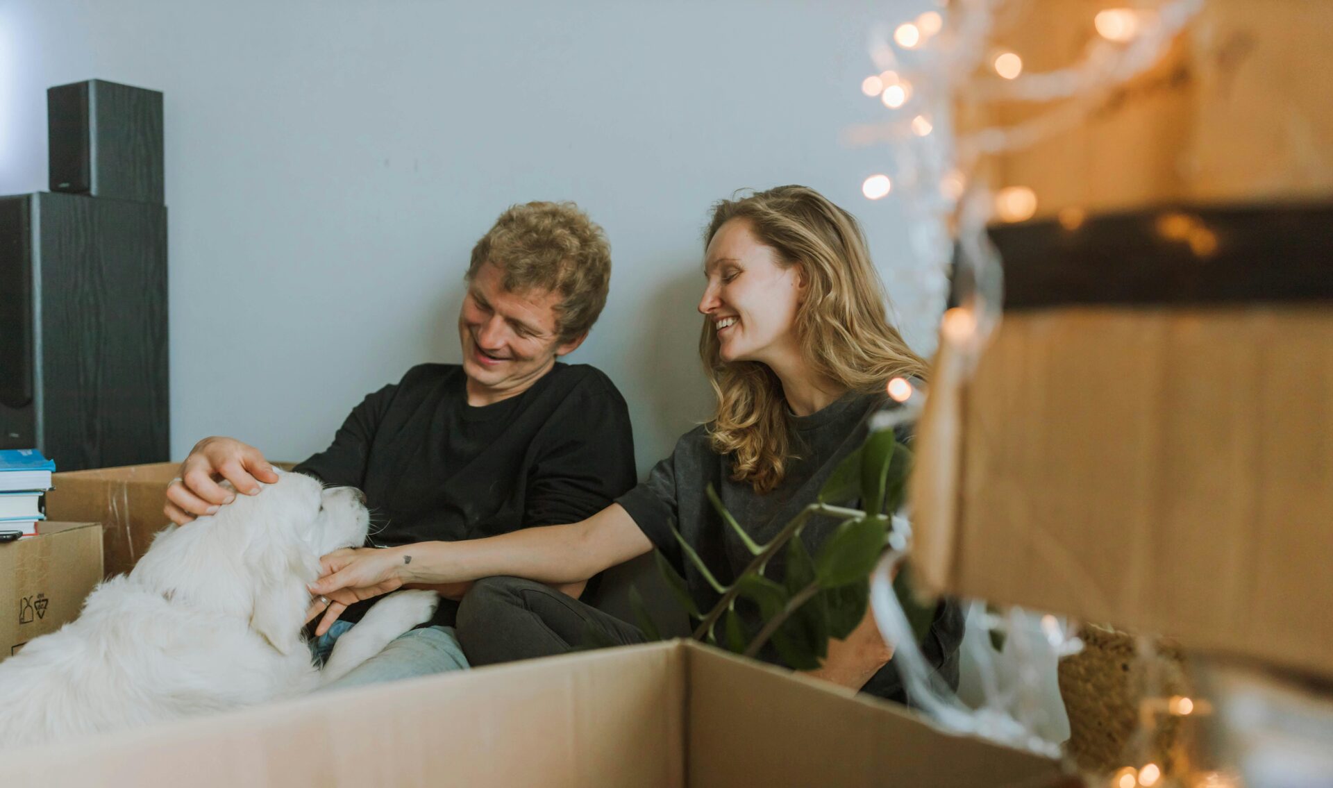 How to Keep Your Pets Safe During a Summer Move, Pro100movers