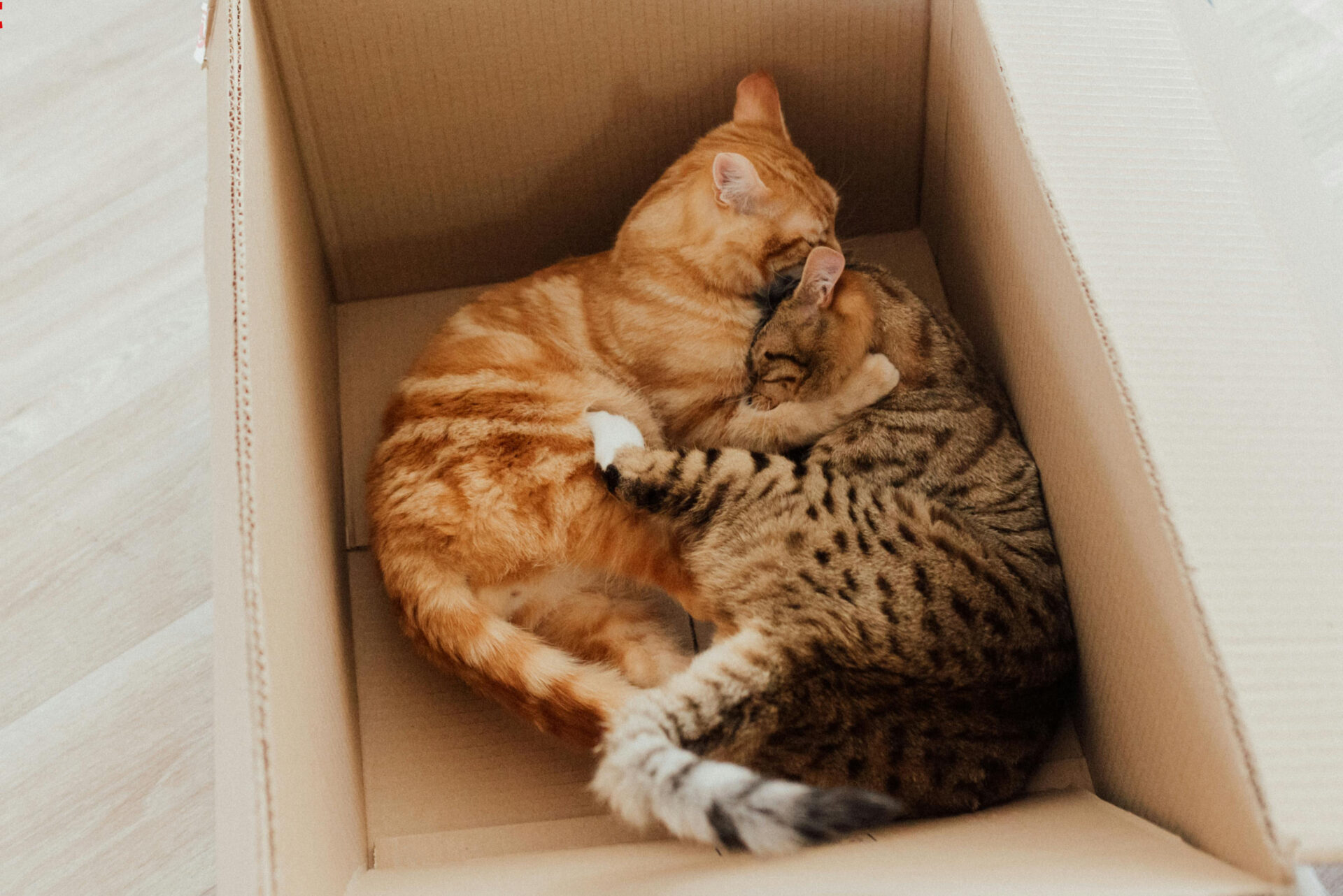 How to Keep Your Pets Safe During a Summer Move, Pro100movers