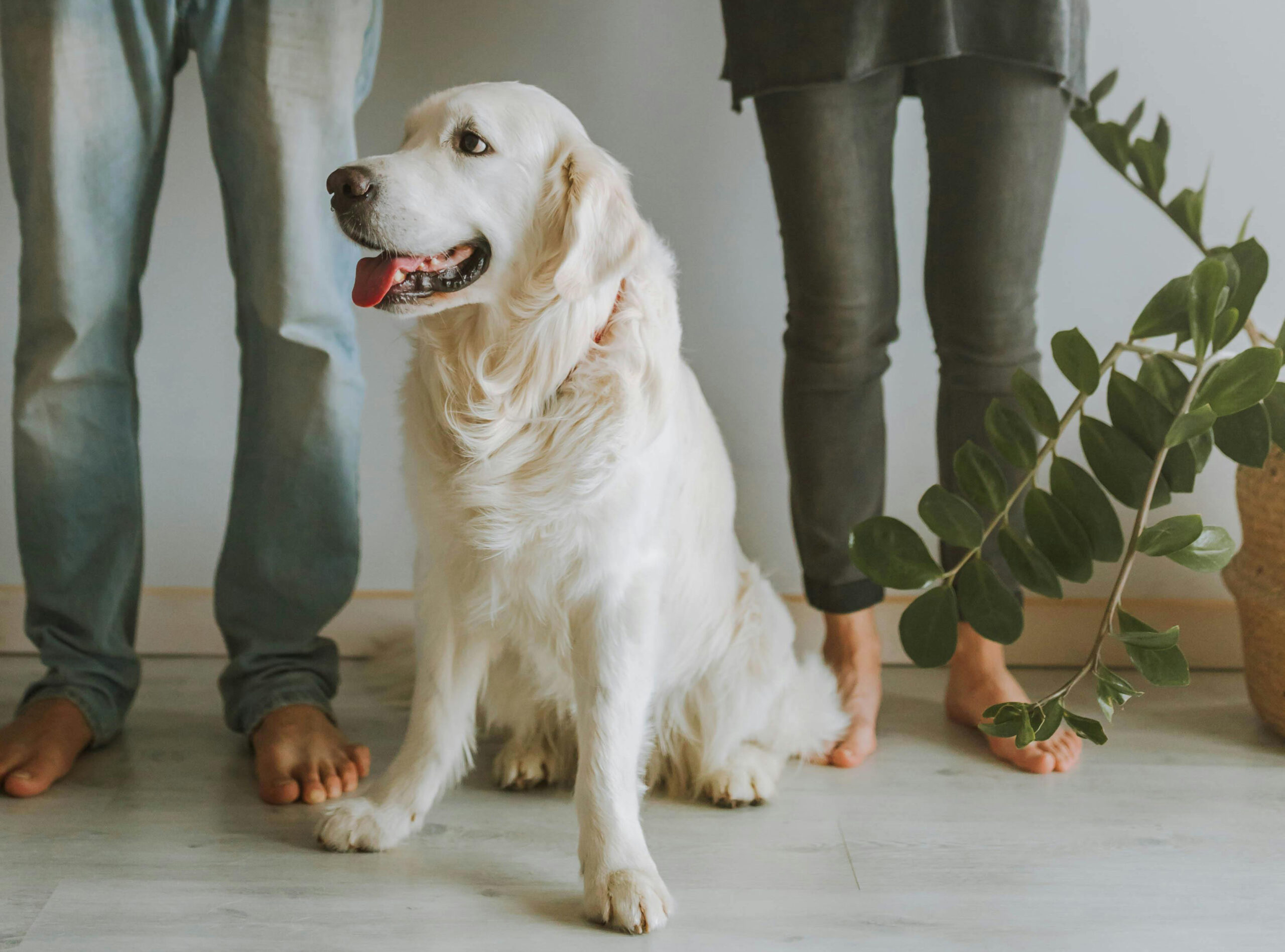 Moving with Pets in Arlington VA: Tips for a Stress-Free Relocation